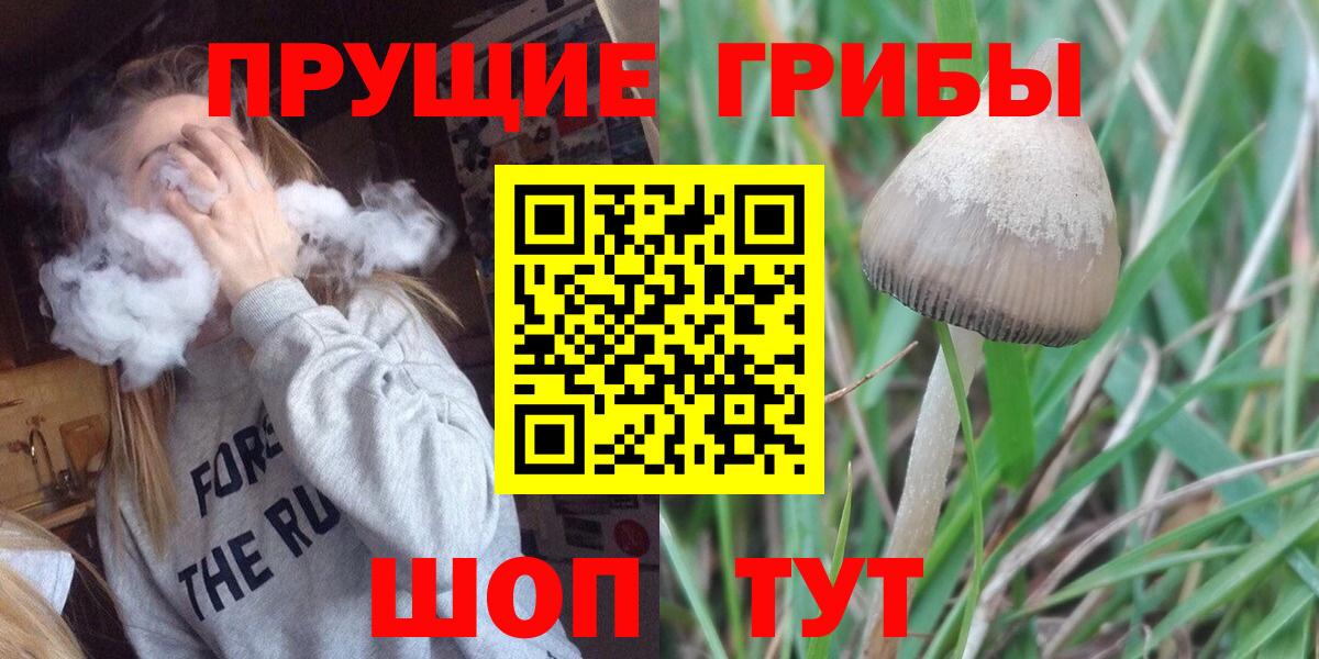Кизилюрт  Галлюциногенные грибы Cubensis  Вход с VPN 